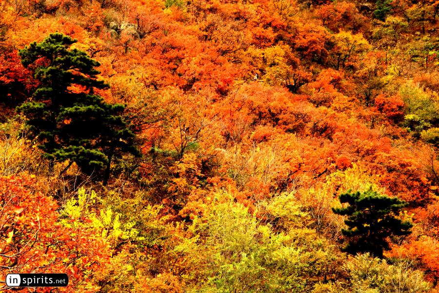 Beijing Forests exploding in autumn colors 
