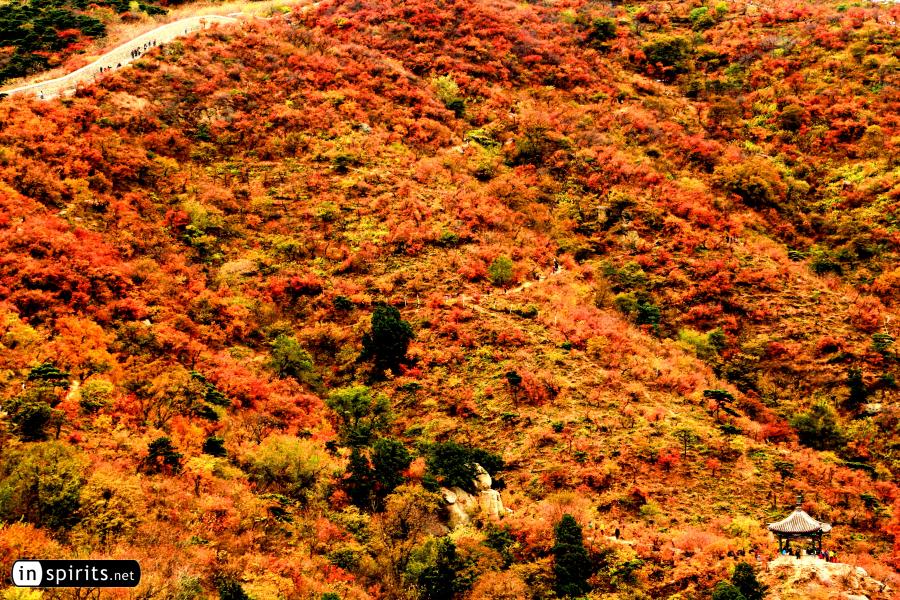 Autumn Colors at Fragrant Hills in Beijing