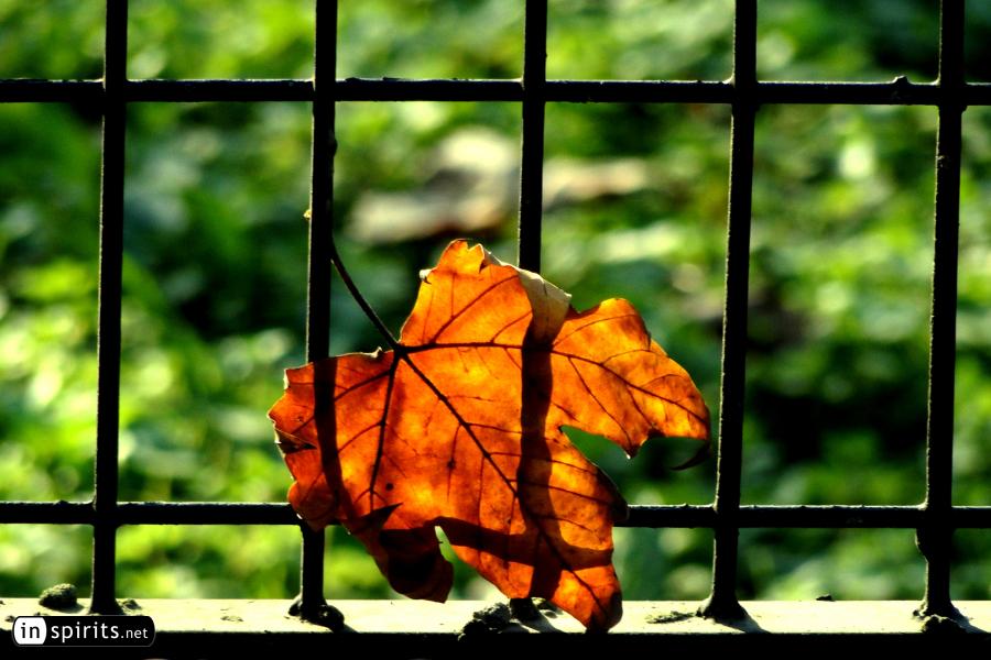 Autumn leaf in front of a fence