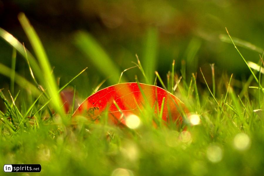 A red autumn leaf shines in the grass