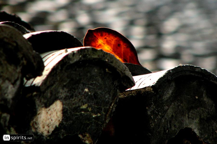 Autumn leaf on a roof