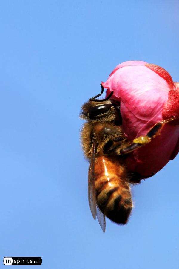 A Bee Kisses a Plum Blossom Flower in Spring