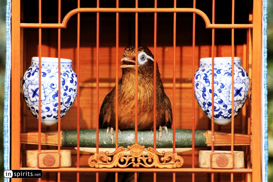 Bird Singing in his Cage at a Shanghai Park 