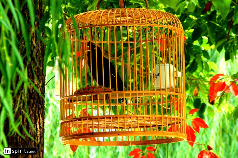 Bird cage hanging in a tree in autumn