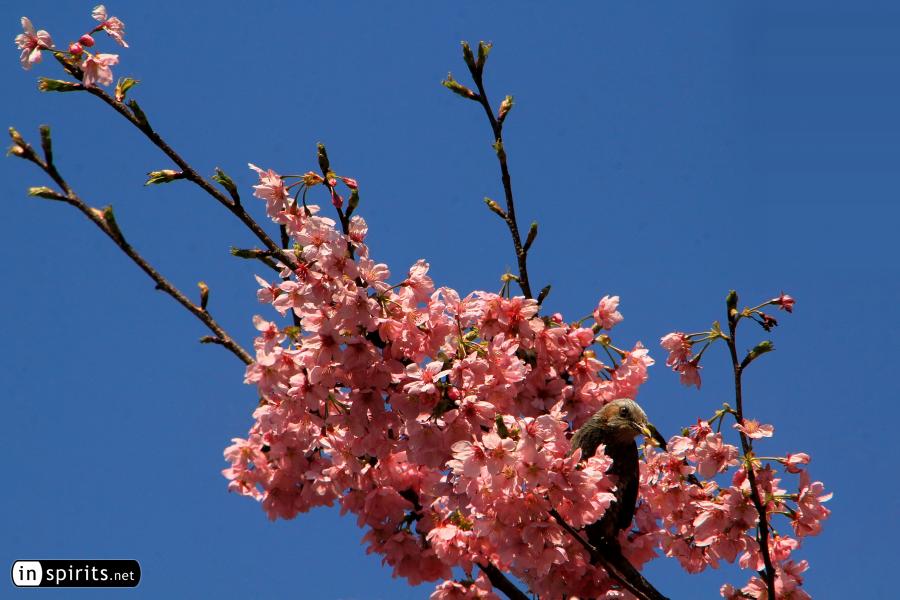 Bird Hiding in Pink Cherry Blossom Tree in Japan