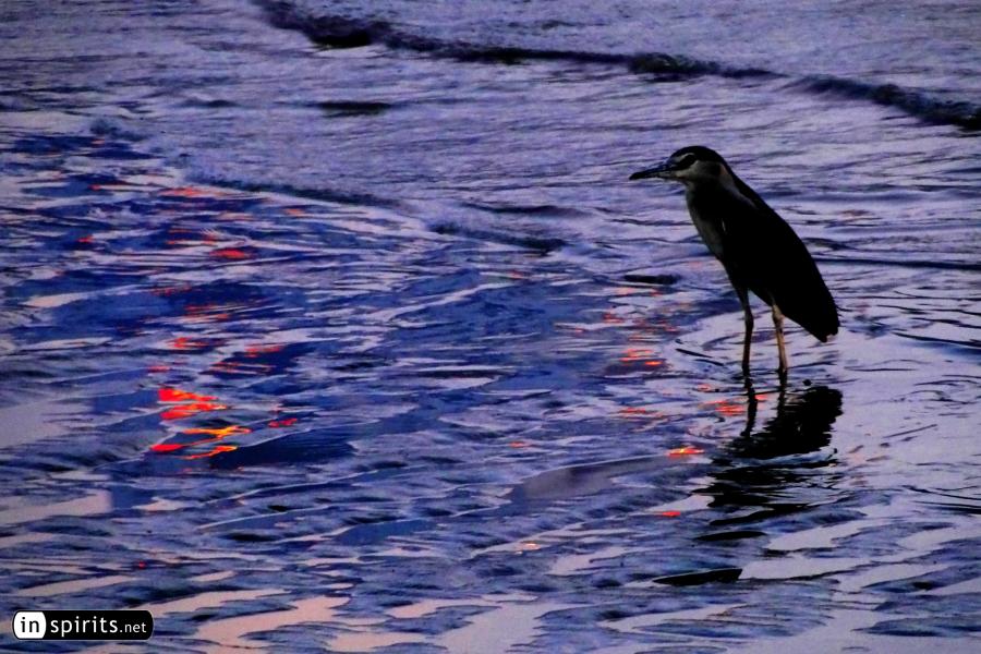 Bird in a river at sunset