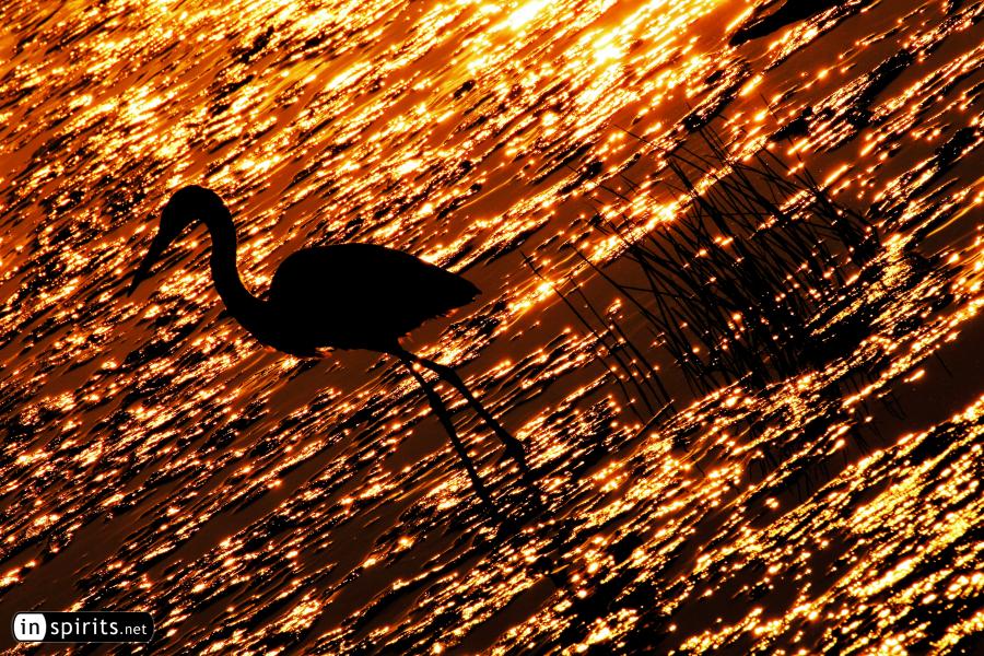 Egret Bird on the Shore of a Sparkling River
