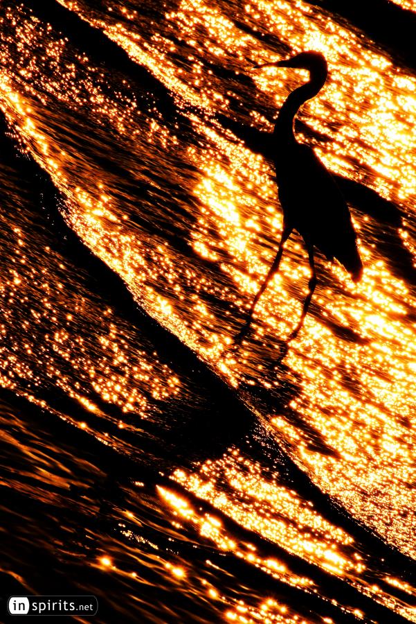 Egret Bird in the Sparkling Waves at Sunset
