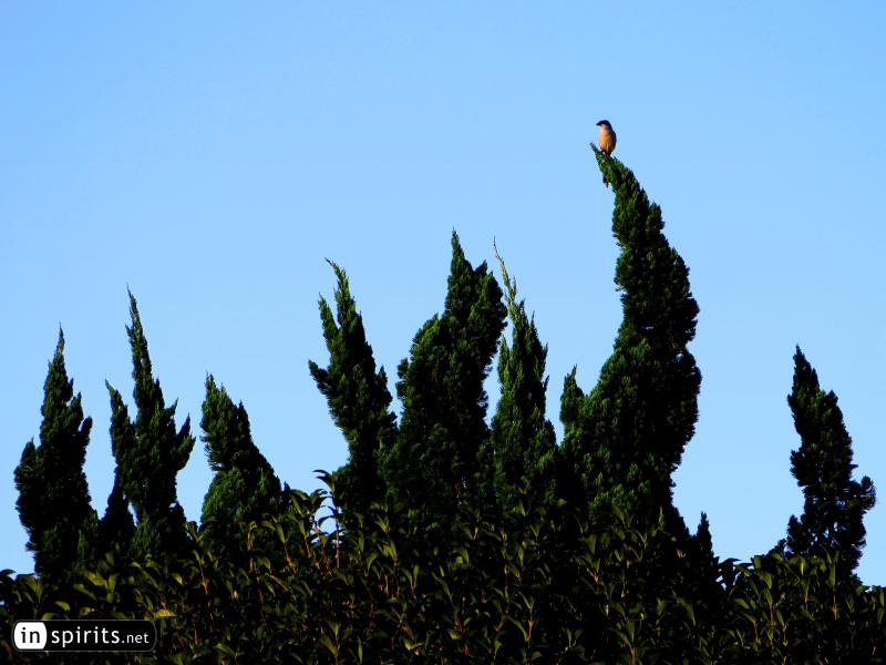 Bird Holding its Balance on a Crooked Tree Top
