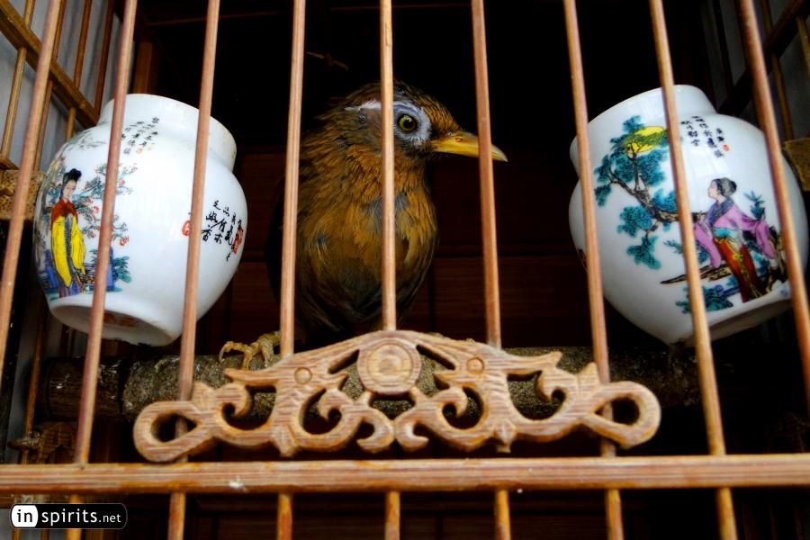 A Chinese bird is watching its audience