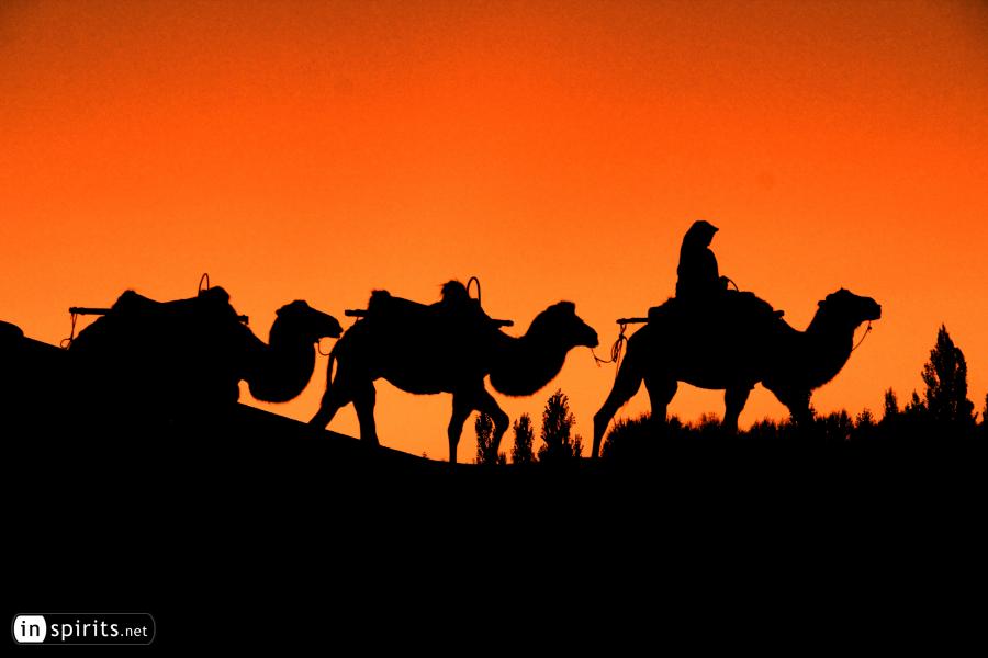 Sunset Silhouette of Camels in the Desert Oasis of Dunhuang