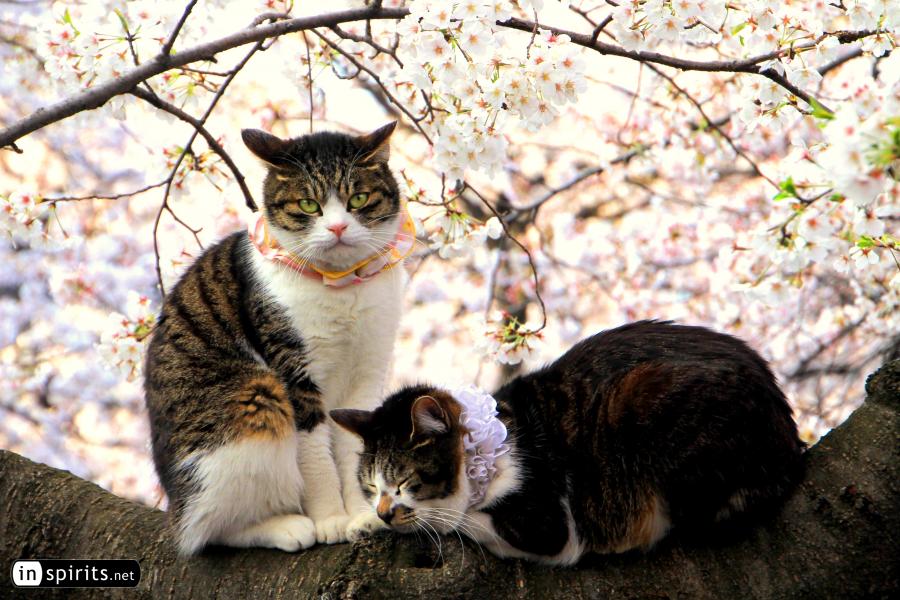 Cats enjoying the Sakura in Japan