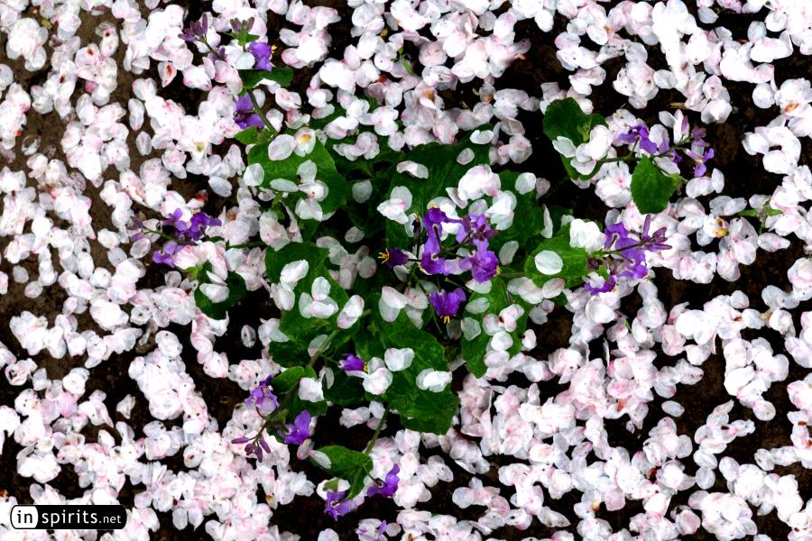 Sakura's end: cherry blossoms after the rain