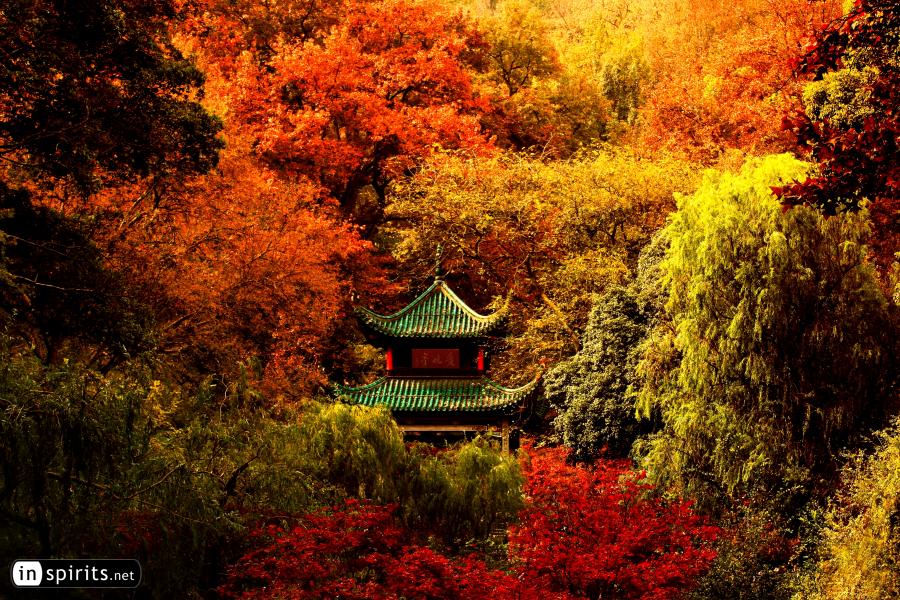 Chinese Pavilion Aiwanting Amidst A Sea of Autumn Colors