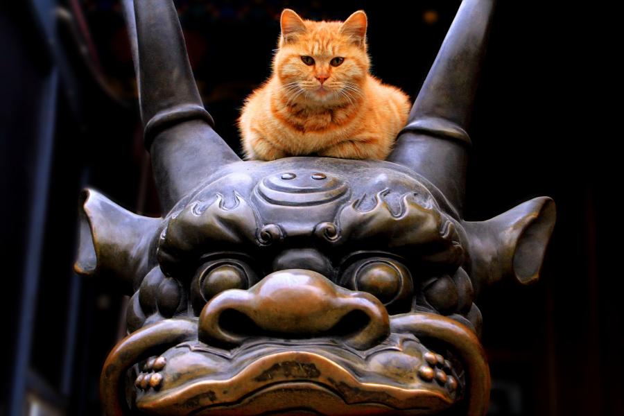 Cat on Top of a Statue at Badachu Chinese Temple