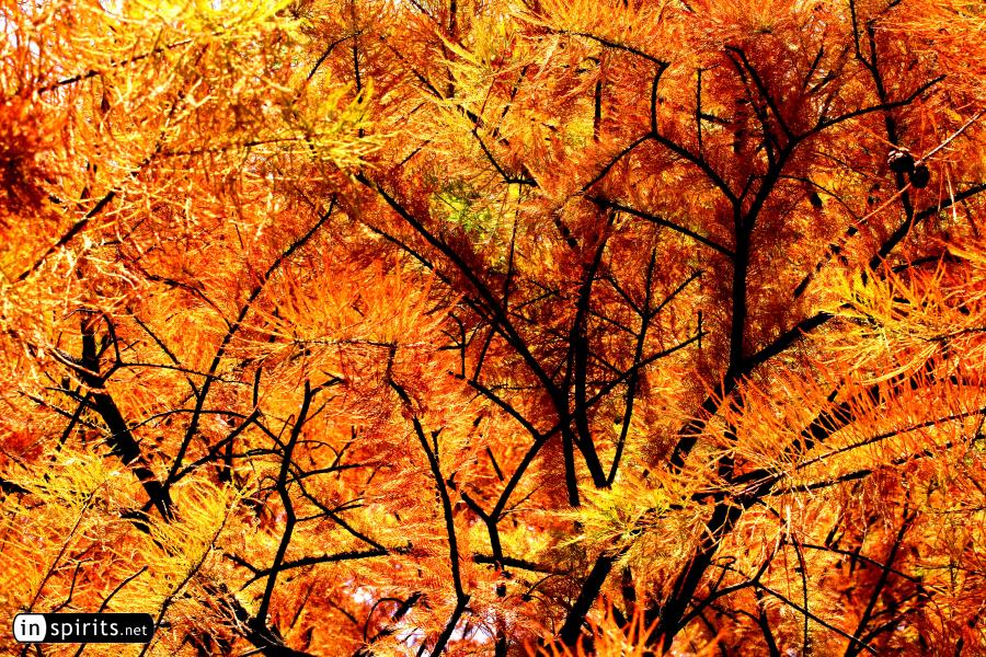 Conifer Trees Ablaze with Yellow and Red Autumn Colors