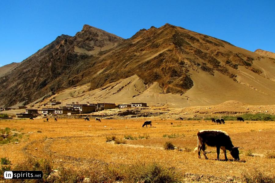 Cows grazing on the Tibetan Plateau