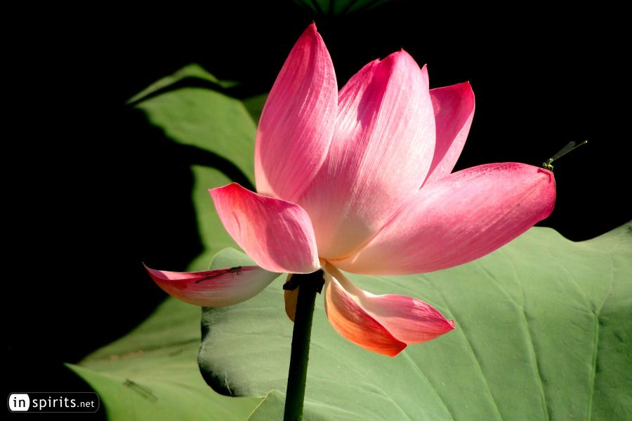 Dragonflies on a lotus flower