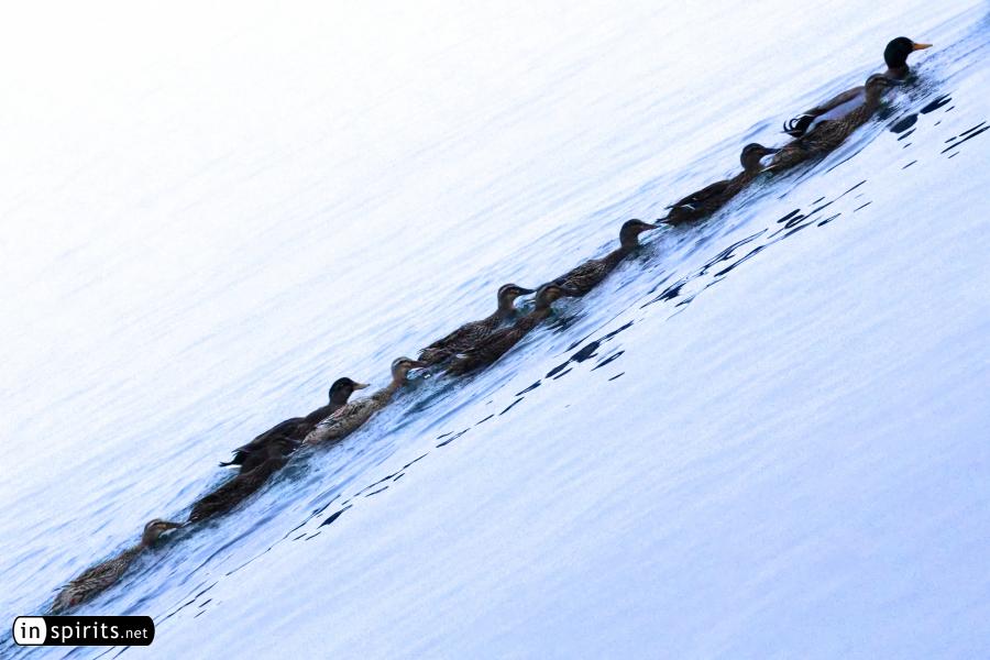 Ducks line on the winter lake to form a living brush stroke