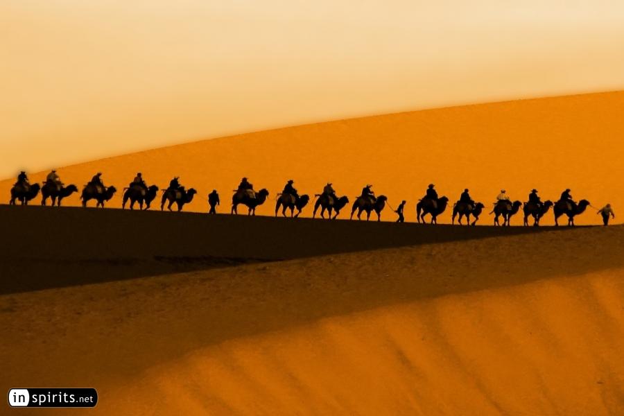 Caravan of camels in the Dunhuang desert
