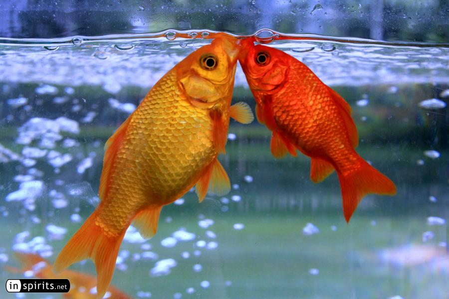 Gold fishes kissing underwater