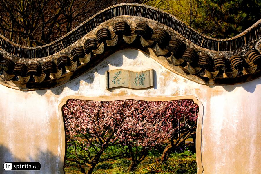 Plum blossoms are shining at an old Chinese gate in Nanjing