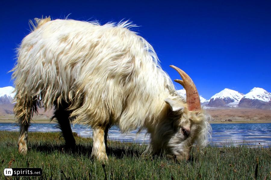 Mountain goat grazing at Karakul Lake