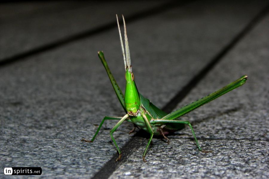 Grasshopper wandering the streets of Tokyo