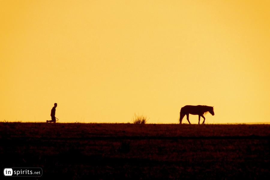 A horse racing away in the Mongolian grassland