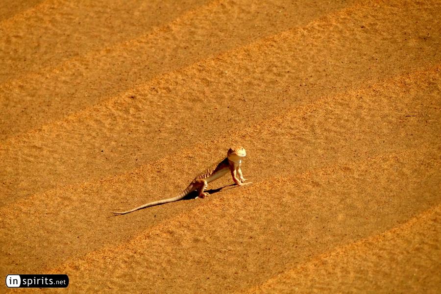 A lizard looks on at a desert dune in Inner Mongolia