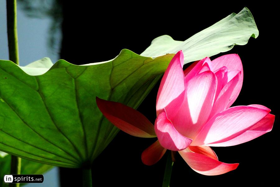 Lotus Flower in Beijing