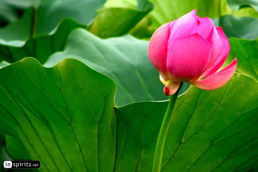 Lotus flower in Nanjing