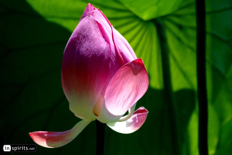 Lotus flower in Shanghai