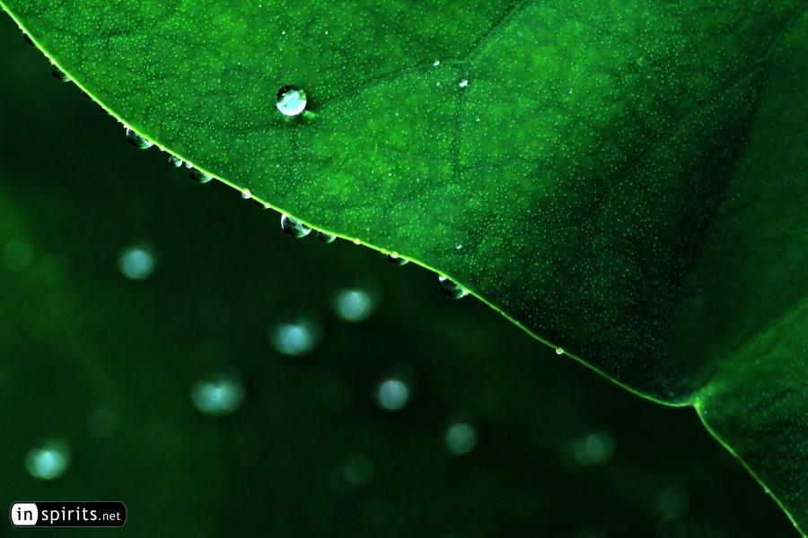 Rain pearls on a Lotus Leaf in Shanghai's People's Park