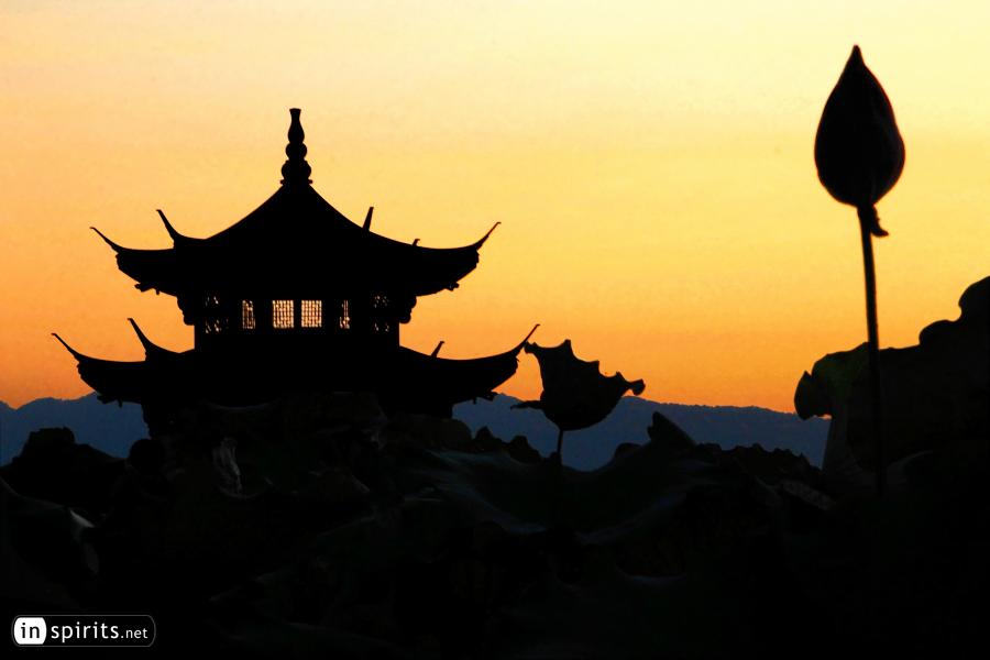 Lotus in Hangzhou at Sunset