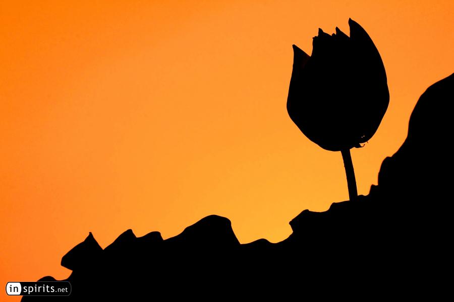 The sunset paints the lotus orange