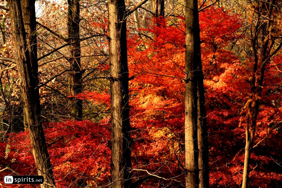 Fiery Maple Leaves in the Autumn Forest