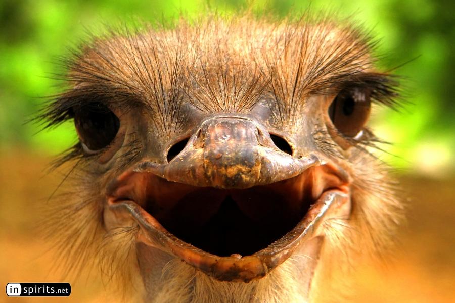 Smiling Ostrich Bird in Zoo