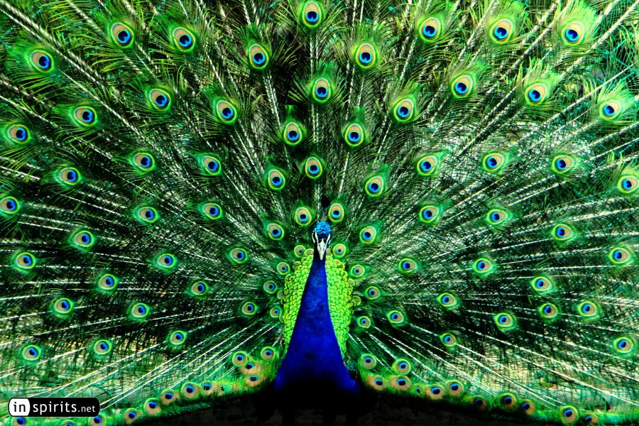 Peacock Flaring His Feathers as a Fan in a Courtship Display