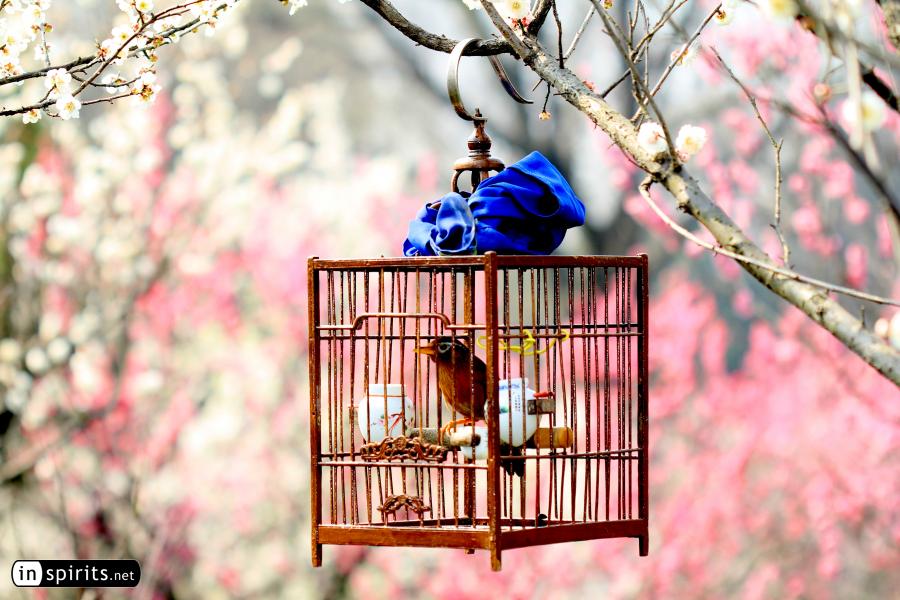 At Nanjing's Plum Blossom Hill, a bird is greeting spring