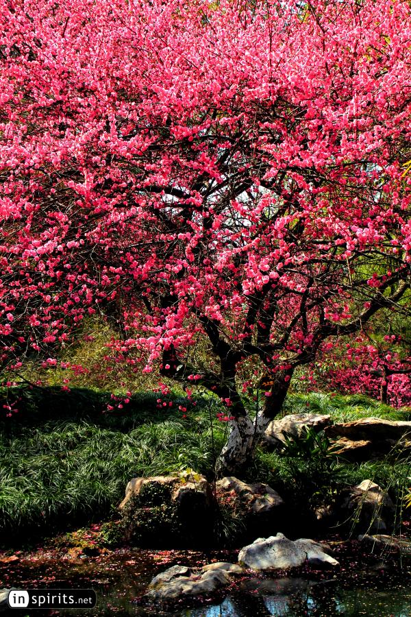 Plum Tree in Full Blossom at a Hangzhou Creek