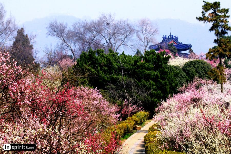 Nanjing's Plum Blossom Hill in spring