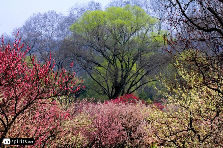 At Nanjing's Plum Blossom Hill, spring is bursting into colo