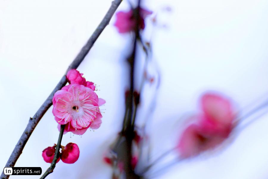 Plum blossom in early spring snow