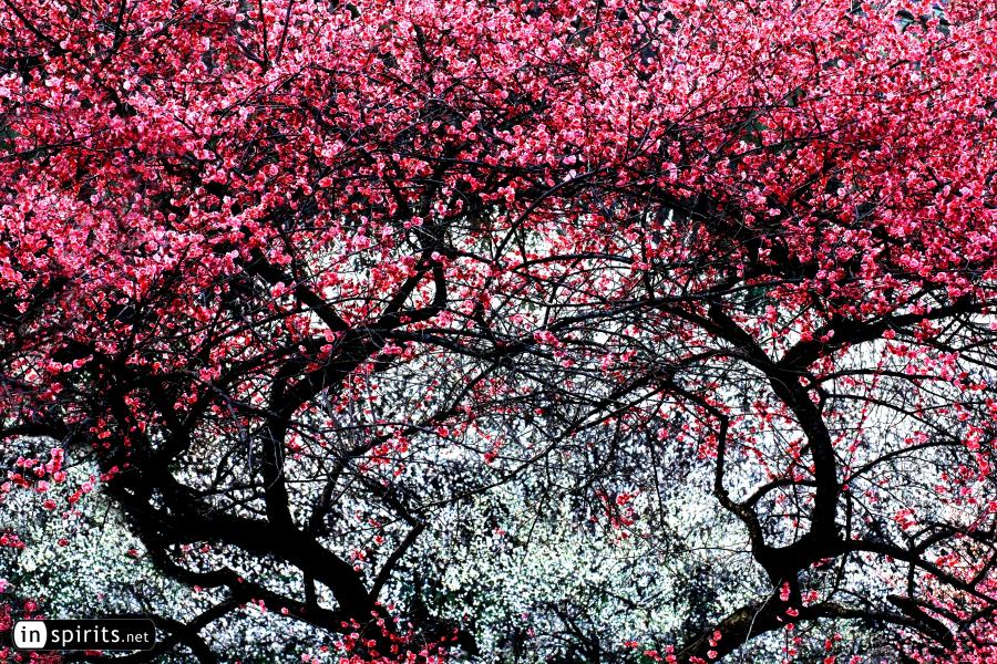 Pink & White Plum Blossom Trees Create a Passage to Spring