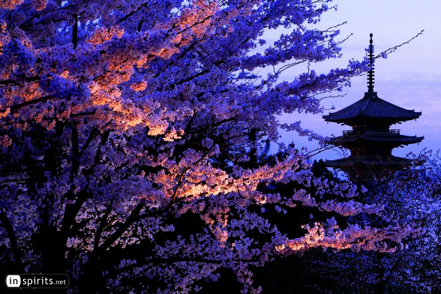 Sakura Light Up with Kyoto Pagoda