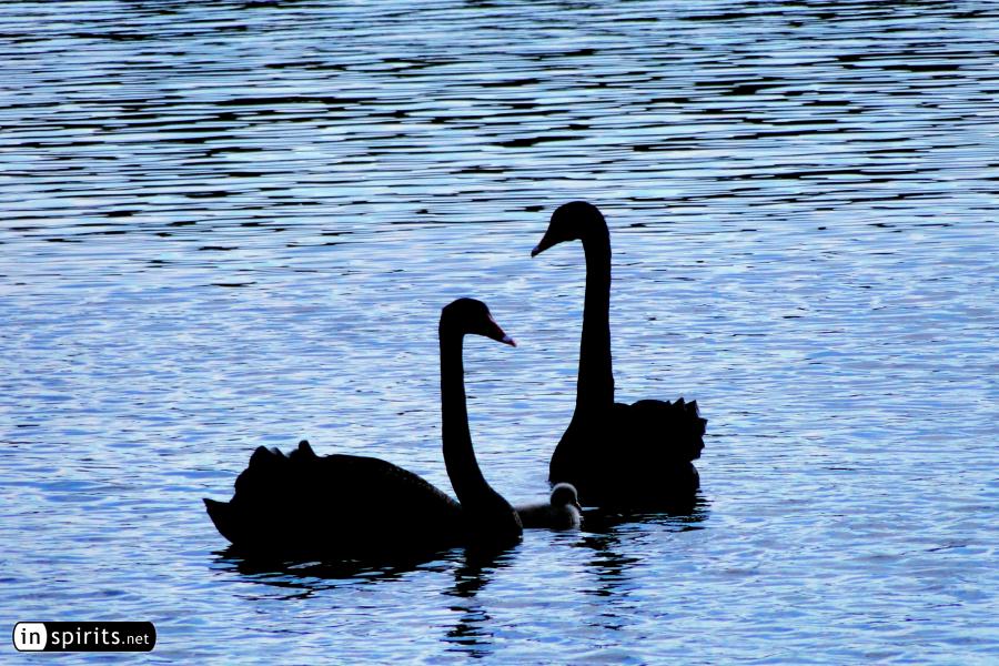 Swans on a lake in Shanghai