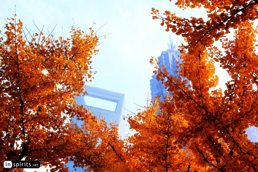 Golden gingko trees line the Shanghai skyscrapers