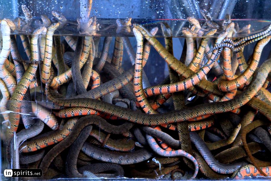 Sea snakes on a wet market, ready to eat