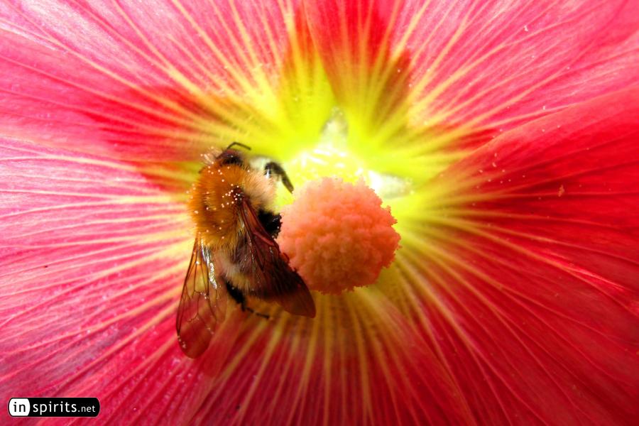 Bee in a summer flower